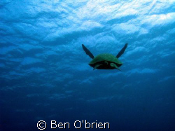 Sea Turtle heading out in the warm waters near tunnels be... by Ben O'brien 